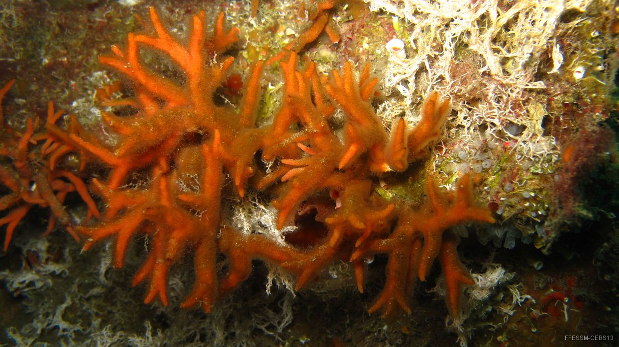020 Turbicellepore cornu (Turbicellepora avicularis).JPG - Turbicellepore cornu (Turbicellepora avicularis) : Souvent confondu avec d'autres bryozoaires (notamment les cornes de cerf) se caractérise par des branches pointues jamais aplaties